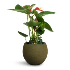 Anthurium - Flamingo Flower - Royal Red -Hortology Shop Anthurium Royal Champion Royal Red 12x40cm Dex Plant Pot Forrest 17x13cm