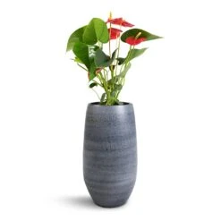 Anthurium - Flamingo Flower - Royal Red -Hortology Shop Anthurium Royal Champion Royal Red 12x40cm Esra Plant Vase Graphite 20x35cm 07256ab6 2047 4dca a974 9104e3476b64