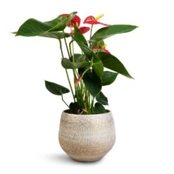 Anthurium - Flamingo Flower - Royal Red -Hortology Shop Anthurium Royal Champion Royal Red 12x40cm Noor Plant Pot Metallic Grey 16x13cm