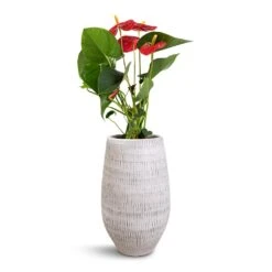 Ryan Plant Vase - White Black -Hortology Shop Anthurium Royal Champion Royal Red 12x40cm Ryan Plant Vase White Black 18x30cm 1c1a092e 1550 462f 9134 bd4e41e10049