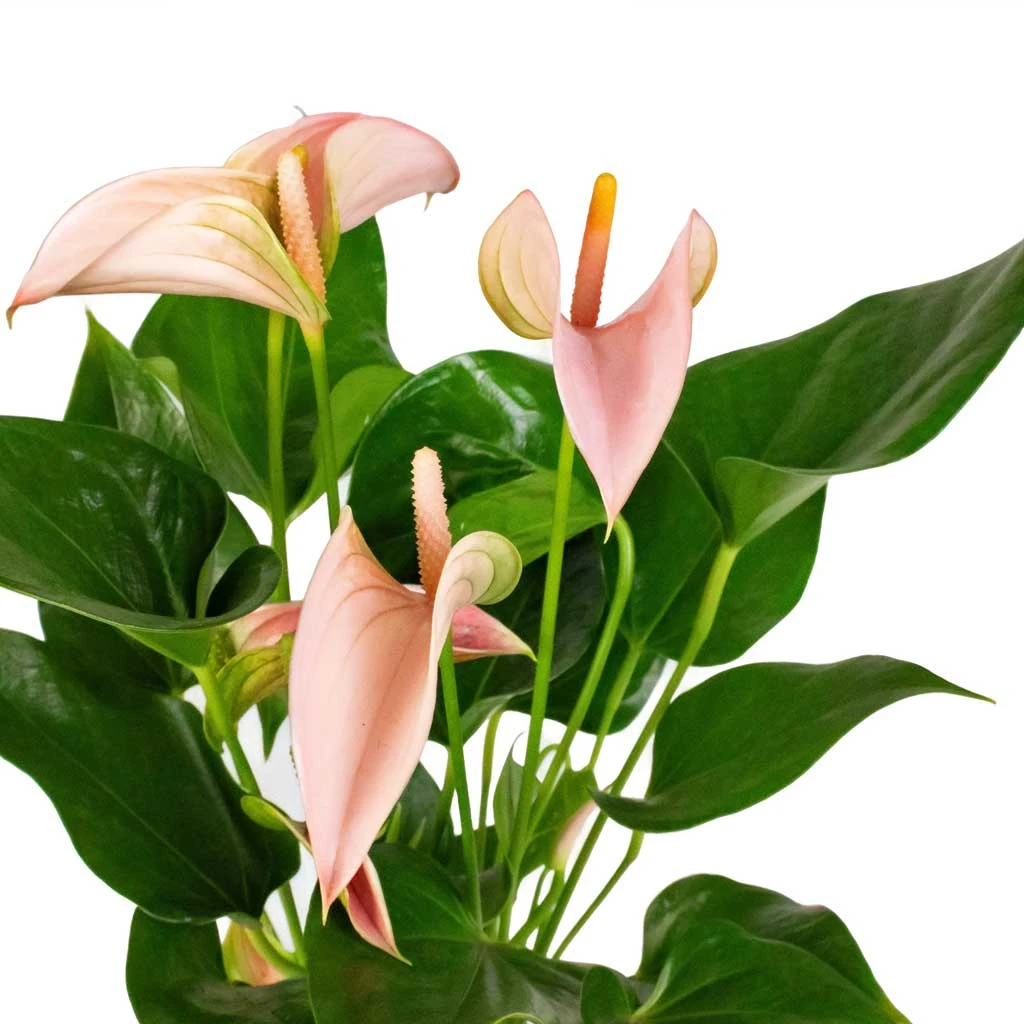 Anthurium - Flamingo Flower - Joli Peach 2 Anthurium - Flamingo Flower - Joli Peach - Image 2