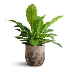 Albero Plant Pot - Cement -Hortology Shop Anthurium elipticum Jungle Bush 24x60m Albero Plant Pot Cement 28x26cm