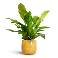 Anthurium Elipticum - Jungle Bush -Hortology Shop Anthurium elipticum Jungle Bush 24x60m Babet Plant Pot Pine 27x23cm a2afe728 8512 4e35 8291 fc1d44ff0324