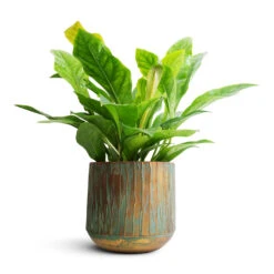 Anthurium Elipticum - Jungle Bush -Hortology Shop Anthurium elipticum Jungle Bush 24x60m Caro Metal Plant Pot Copper Green 28x27cm