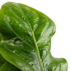 Anthurium Elipticum - Jungle Bush -Hortology Shop Anthurium elipticum Jungle Bush SWATCH