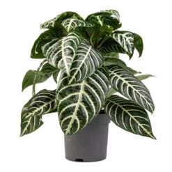 Aphelandra Squarrosa Botanica - Zebra Plant -Hortology Shop Aphelandra squarrosa Botanica Zebra Plant