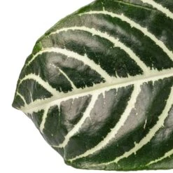 Aphelandra Squarrosa Botanica - Zebra Plant -Hortology Shop Aphelandra squarrosa Botanica Zebra Plant SWATCH 2