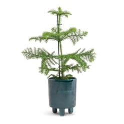 Pisa Plant Pot - Emerald -Hortology Shop Araucaria heterophylla Norfolk Island Pine 14x45cm Pisa Plant Pot Emerald 16x19cm