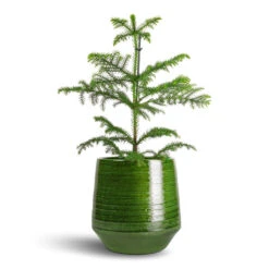 Remi Plant Pot - Green 21 Remi Plant Pot - Green -Hortology Shop Araucaria heterophylla Norfolk Island Pine 14x45cm Remi Plant Pot Green 23x25cm b2da1568 eed6 4b78 a3f9 56caf6d65f83