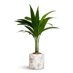 Lazzaro Plant Pot - Vintage Bird -Hortology Shop Areca catechu Betel Nut Palm 12x50cm Lazzaro Plant Pot Vintage Bird 15x13cm