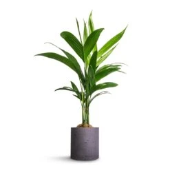 Puk Plant Pot - Black Washed -Hortology Shop Areca catechu Betel Nut Palm 12x50cm Puk Plant Pot Black Washed 15x15cm a04d62b4 ff93 4766 a0e3 59dc96f82342