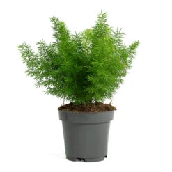 Asparagus Densiflorus Myersii - Foxtail Fern -Hortology Shop Asparagus densiflorus Myersii Foxtail Fern 12cm