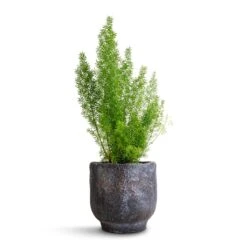 Asparagus Densiflorus Myersii - Foxtail Fern -Hortology Shop Asparagus densiflorus Myersii Foxtail Fern 12x30cm Dave Plant Pot Earth 14x13cm
