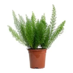 Asparagus Densiflorus Myersii - Foxtail Fern -Hortology Shop Asparagus densiflorus Myersii Foxtail Fern 17cm