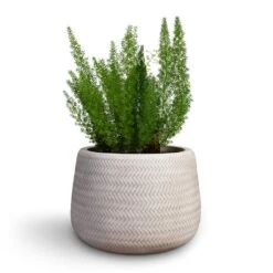 Angle Darcy Plant Pot - White 6 Angle Darcy Plant Pot - White -Hortology Shop Asparagus densiflorus Myersii Foxtail Fern 17x45cm Angle Darcy Plant Pot White 34.5x24cm 2