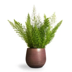 Lydia Plant Pot - Shiny Purple -Hortology Shop Asparagus densiflorus Myersii Foxtail Fern 17x45cm Lydia Plant Pot Shiny Purple 22x20cm