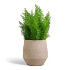 Asparagus Densiflorus Myersii - Foxtail Fern -Hortology Shop Asparagus densiflorus Myersii Foxtail Fern 17x60cm Humus Plant Pot Concrete 20x23cm