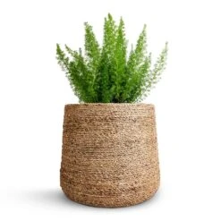 Asparagus Densiflorus Myersii - Foxtail Fern -Hortology Shop Asparagus densiflorus Myersii Foxtail Fern 17x60cm Patt Plant Pot Straw Grass 25x22cm