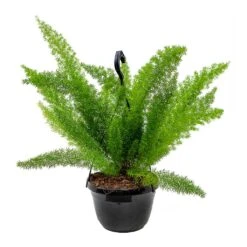 Asparagus Densiflorus Myersii - Foxtail Fern -Hortology Shop Asparagus densiflorus Myersii Foxtail Fern 20cm
