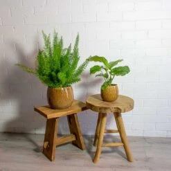 Asparagus Densiflorus Myersii - Foxtail Fern -Hortology Shop Asparagus densiflorus Myersii Foxtail Fern Calathea orbifolia mischa caramel plant pot e4d49e01 2bd8 4947 8f7b 7f7f5c325a3c