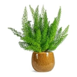 Asparagus Densiflorus Myersii - Foxtail Fern -Hortology Shop Asparagus densiflorus Myersii Foxtail Fern Mischa Plant Pot Caramel
