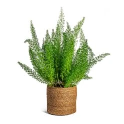 Asparagus Densiflorus Myersii - Foxtail Fern -Hortology Shop Asparagus densiflorus Myersii Foxtail Fern Stef Plant Baskets Set of 5 Camel c8f138dc 7860 445c bb25 cc89124c3d6b