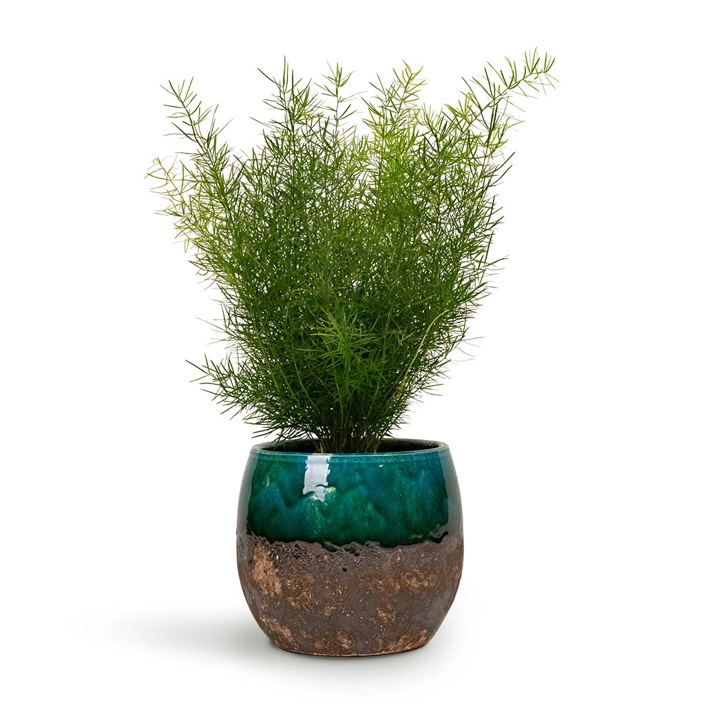 Lindy Plant Pot - Black Green 4 Lindy Plant Pot - Black Green - Image 4