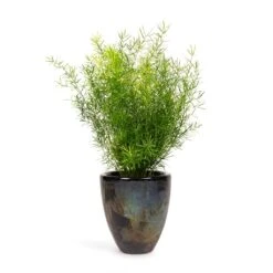 Asparagus Densiflorus Sprengeri - Emerald Feather Fern -Hortology Shop Asparagus densiflorus Sprengeri Emerald Feather Fern 12x30cm Livin Beauty Flowerpot Black Silver Smooth 15x17cm