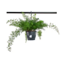 Asparagus Densiflorus Sprengeri - Emerald Feather Fern -Hortology Shop Asparagus densiflorus Sprengeri Emerald Feather Fern 19cm