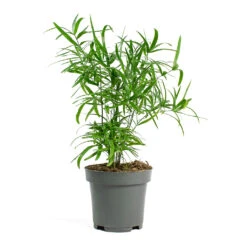 Asparagus Falcatus - Sicklethorn -Hortology Shop Asparagus falcatus Sicklethorn 12cm New