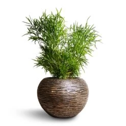 Luxe Lite Wrinkle Globe Planter - Bronze -Hortology Shop Asparagus falcatus Sicklethorn 17x45cm Luxe Lite Wrinkle Globe Planter Bronze 33x24cm 4865951d 32cd 46d4 9b81 105ca6d35390