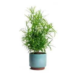 Malibu Plant Pot - Blue -Hortology Shop Asparagus falcatus Sicklethorn Malibu Plant Pot 72c99a65 1c7f 4626 b9c3 09019c94725a