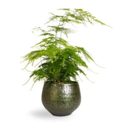 Noor Plant Pot - Velvet Green -Hortology Shop Asparagus setaceus Lace Fern 12x35cm Noor Plant Pot Velvet Green 16x13cm