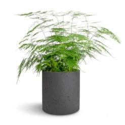 Puk Plant Pot - Black Washed -Hortology Shop Asparagus setaceus Lace Fern 21x50cm Puk Plant Pot Black Washed 25x25cm 0e735bee 66dd 42bb 8f1c dc8b60022cb3