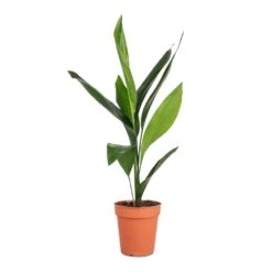 Aspidistra - Cast Iron Plant -Hortology Shop Aspidistra Cast Iron Plant 13x50cm 4