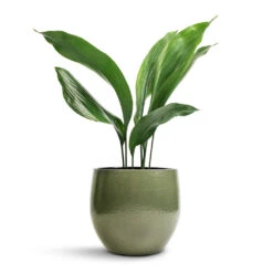 Zembla Plant Pot - Green -Hortology Shop Aspidistra Cast Iron Plant 13x50cm Zembla Plant Pot Green 18x16cm 438fa13c bb40 491d 93ba a5233b4aa1a4