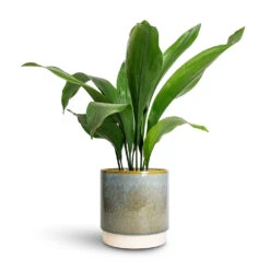 Copenhagen Plant Pot - Aqua -Hortology Shop Aspidistra Cast Iron Plant 15x60cm Copenhagen Plant Pot Aqua 18.5x19.5cm