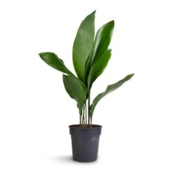 Aspidistra - Cast Iron Plant -Hortology Shop Aspidistra Cast Iron Plant 15x60cm 99aef96f a9bd 424d 852b 74f9dbbdc04a