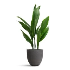 Mini Jesslyn Plant Pot - Black Washed -Hortology Shop Aspidistra Cast Iron Plant 19x80cm Mini Jesslyn Plant Pot Black Washed 25x21cm 2ecd7d84 84e6 4921 8e66 f8a67eb2b295