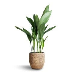 Aspidistra - Cast Iron Plant -Hortology Shop Aspidistra Cast Iron Plant 21x90cm Cas Plant Pot Sahara 25x23cm b9a980d0 8ab9 4868 a962 8d07c25c75fe