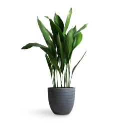 Angle Couple Plant Pot - Grey -Hortology Shop Aspidistra Cast Iron Plant 24x110cm Angle Couple Plant Pot Grey 30x28cm