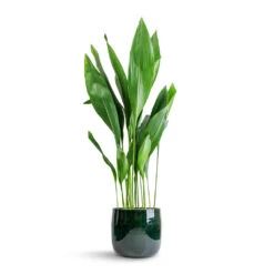 Aspidistra - Cast Iron Plant -Hortology Shop Aspidistra Cast Iron Plant 24x110cm Babet Plant Pot Pine 27x23cm