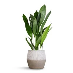Harley Plant Pot - Ridged White Stripe -Hortology Shop Aspidistra Cast Iron Plant 24x110cm Harley Cement Stone Plant Pot Granite Grey 37x34cm