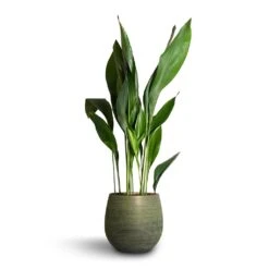 Lydia Plant Pot - Shiny Green -Hortology Shop Aspidistra Cast Iron Plant 24x110cm Lydia Plant Pot Shiny Green 31x28cm