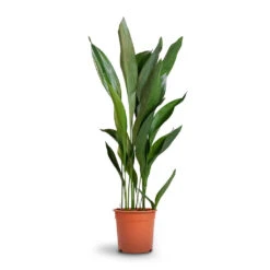 Aspidistra - Cast Iron Plant -Hortology Shop Aspidistra Cast Iron Plant 24x110cm 12d6a488 4f3c 4a98 adc7 228e66c48a6a