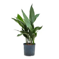 Aspidistra - Cast Iron Plant - HydroCare -Hortology Shop Aspidistra Cast Iron Plant HydroCare 18 19x80cm