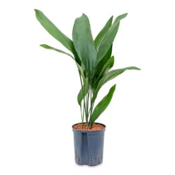 Aspidistra - Cast Iron Plant - HydroCare -Hortology Shop Aspidistra Cast Iron Plant HydroCare 22 19x75cm