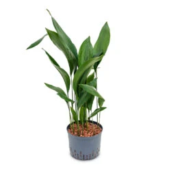 Aspidistra - Cast Iron Plant - HydroCare -Hortology Shop Aspidistra Cast Iron Plant HydroCare 25 19x110cm