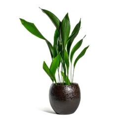 Kae Plant Pot - Mocha -Hortology Shop Aspidistra Cast Iron Plant Kae Plant Pot Mocha 3f386780 9c79 4236 9def 4288bc96eaa8