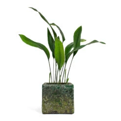 Lava Cube Relic Planter - Jade -Hortology Shop Aspidistra Cast Iron Plant Lava Cube Relic Planter Jade